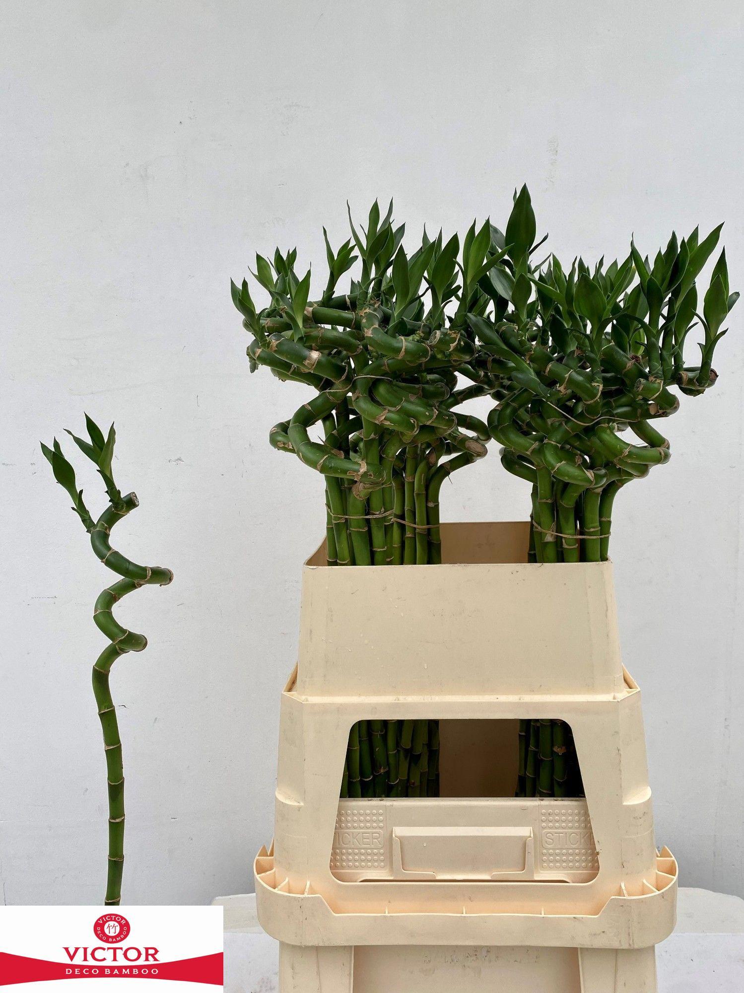 10x Sg drac.lucky bamboo 80cm