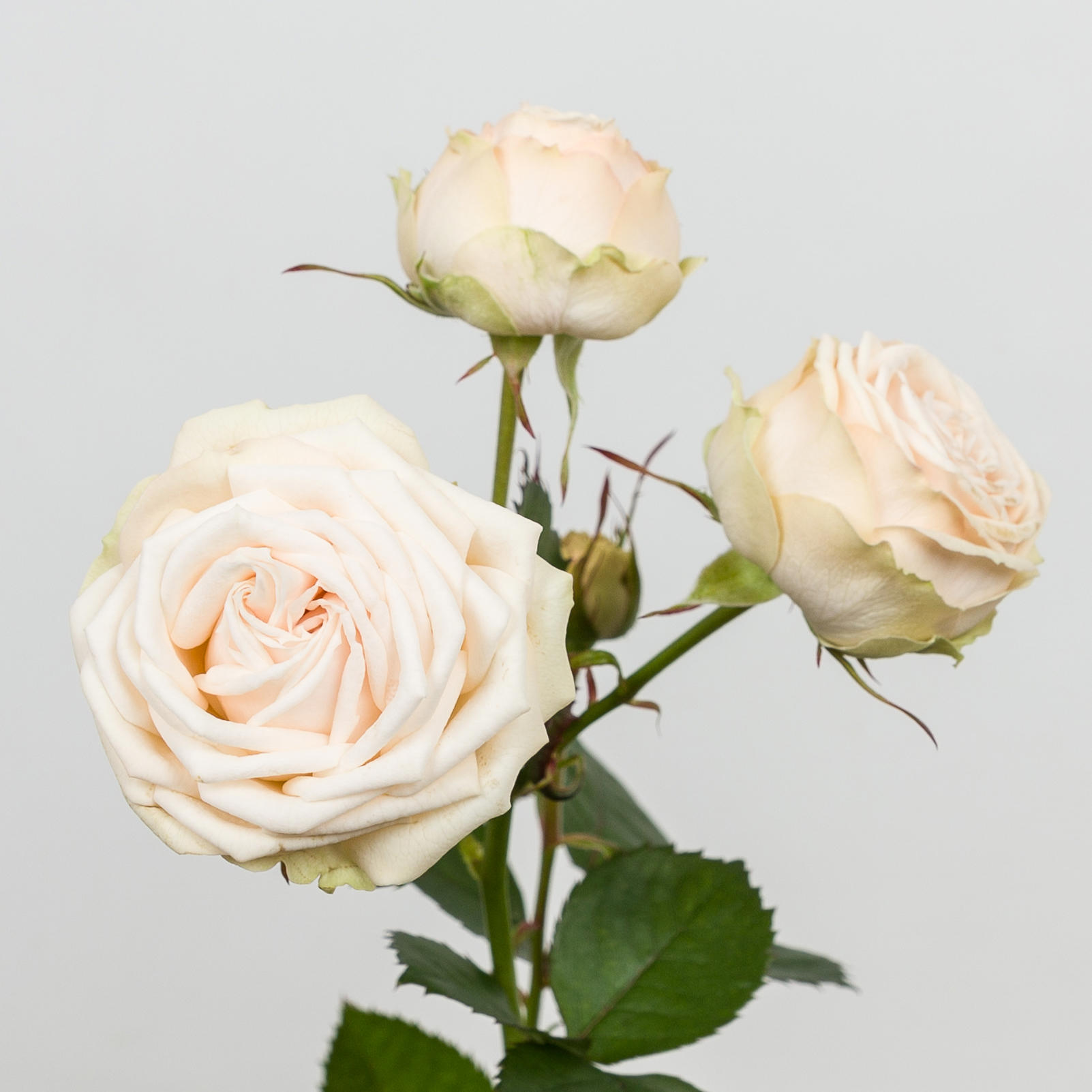 10x Rosa galina 50cm