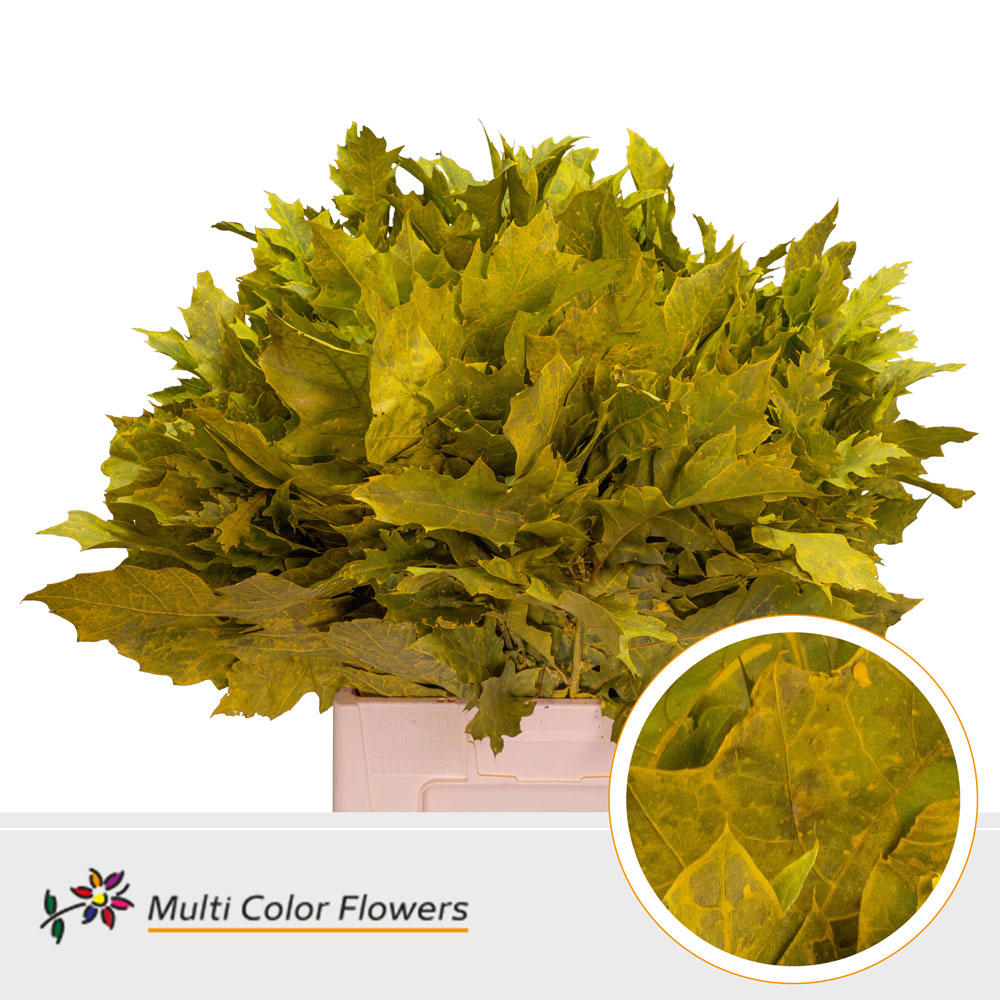 20x Sg quercus geel 60cm