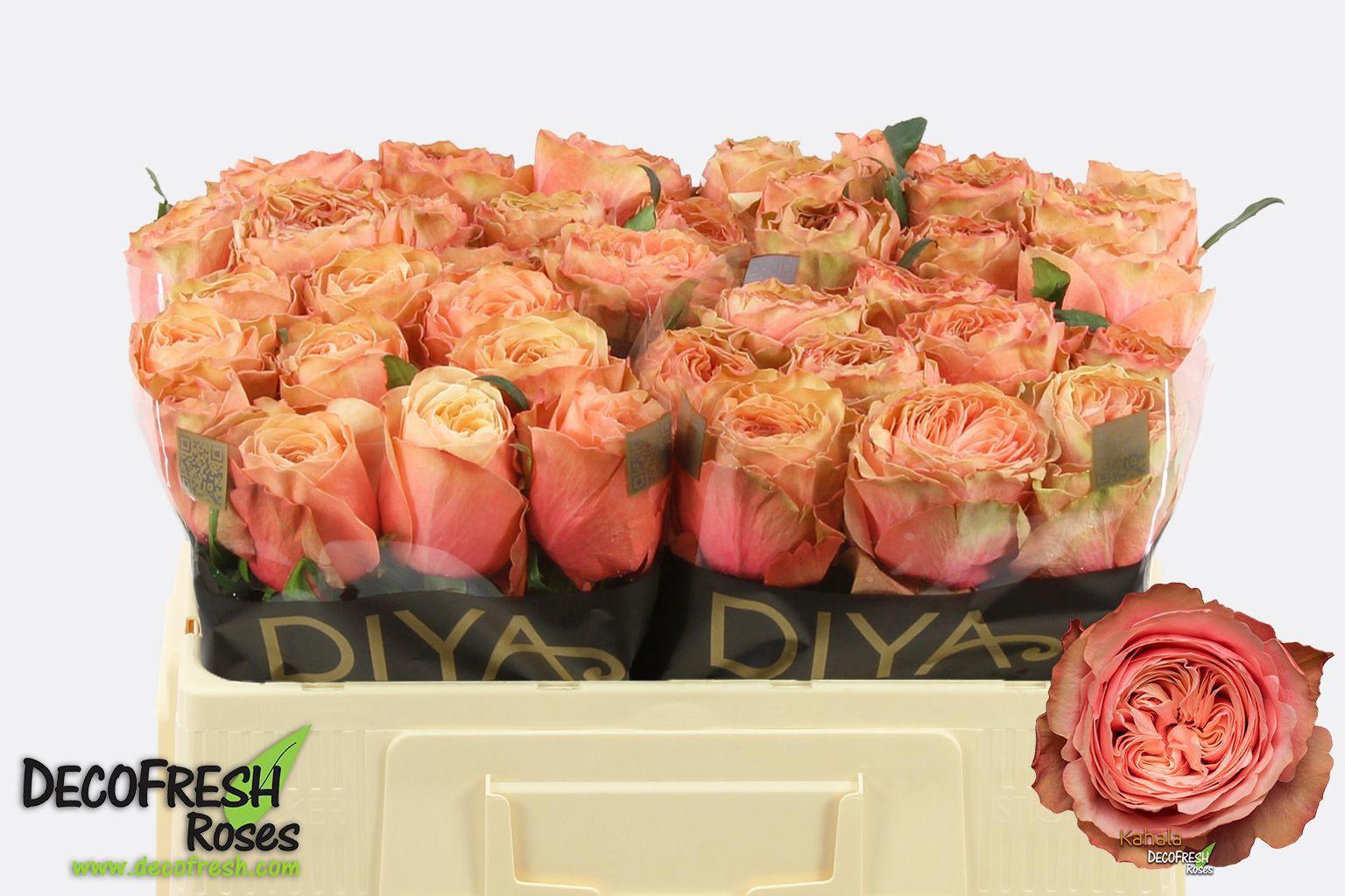 10x Rosa kahala-bb 50cm