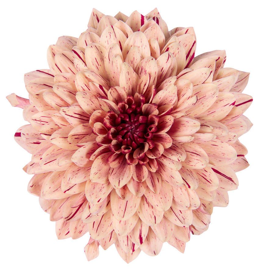 10x Chrysant pip salmon 70cm