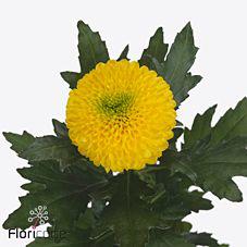10x Chrysant brasiliana 70cm