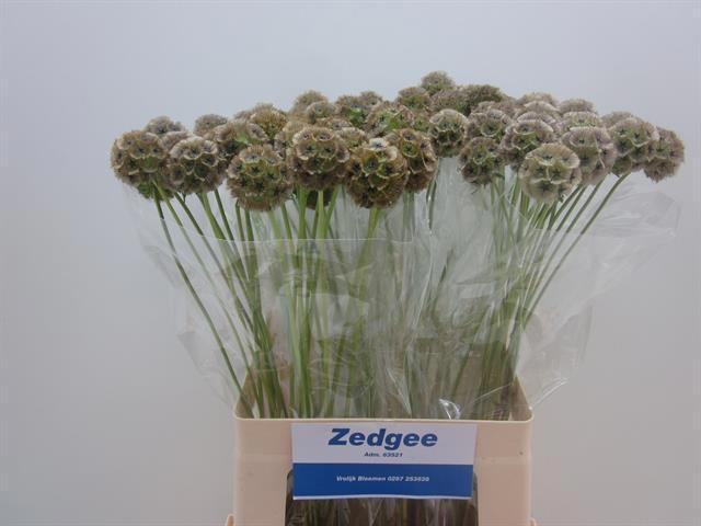 20x Scabiosa stellata 60cm