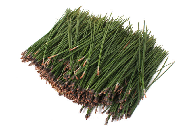 1x Ko pinus strobus naalden 10cm