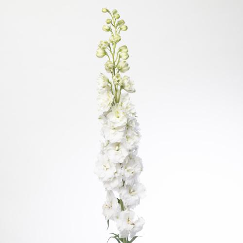 10x Delph.aurora white du 70cm