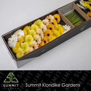 75x Germ.dream mix yellow 70cm
