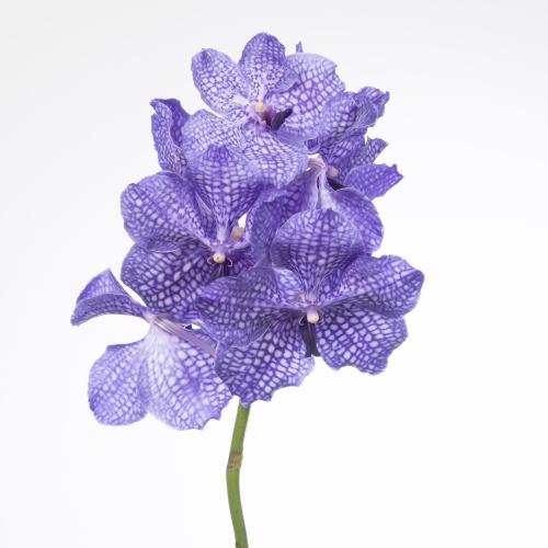 16x Vanda kan.delft blue