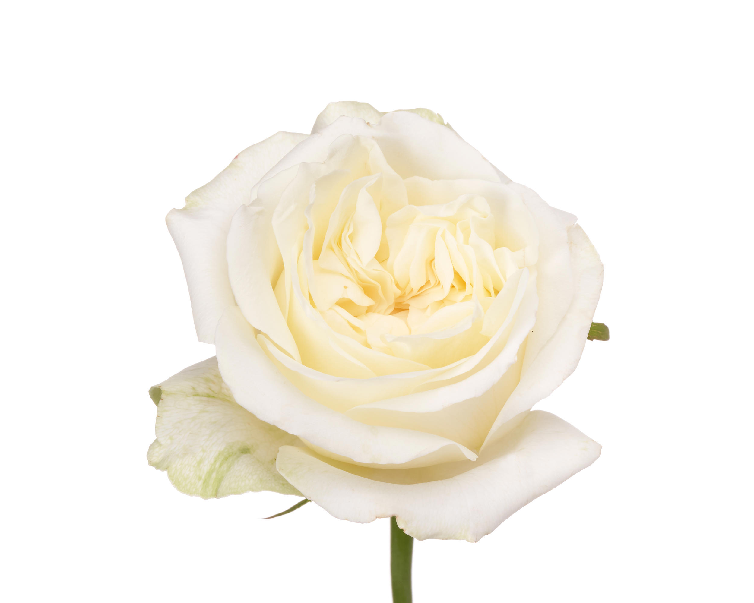 10x Rosa lady lindsey 50cm