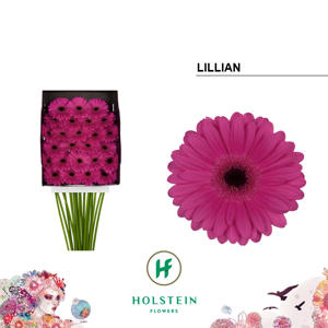 25x Germ.lillian 70cm
