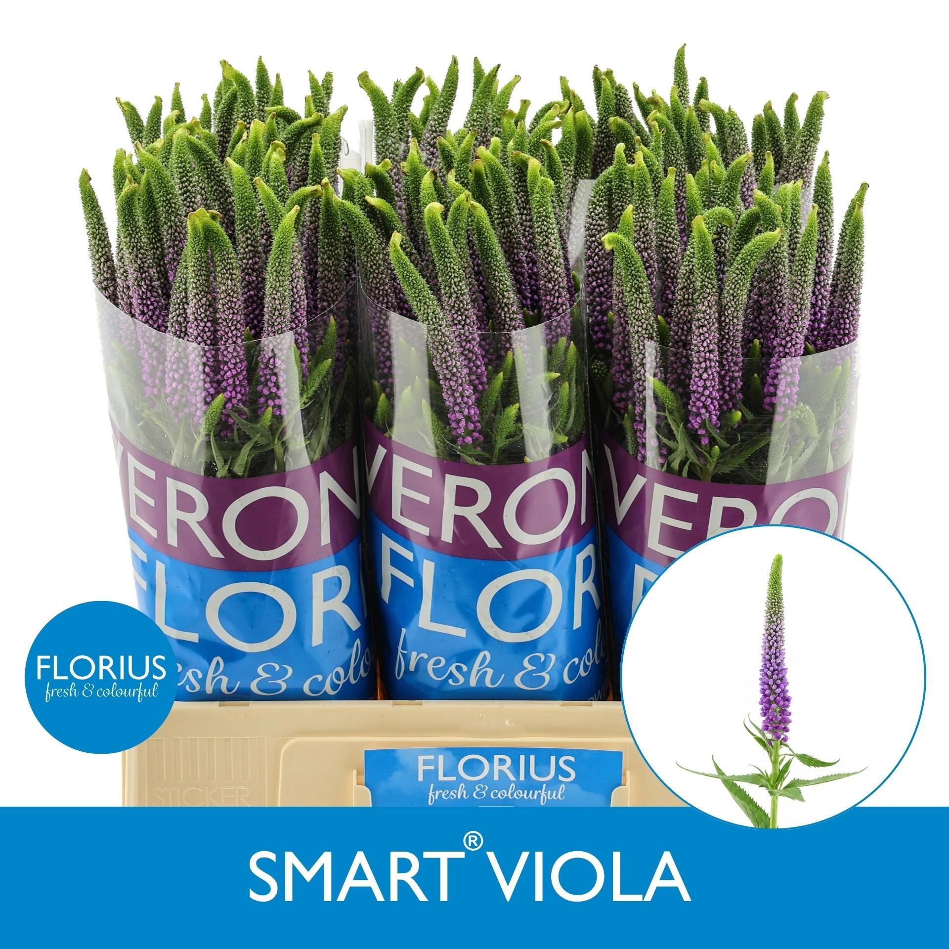 25x Veron.smart viola 60cm