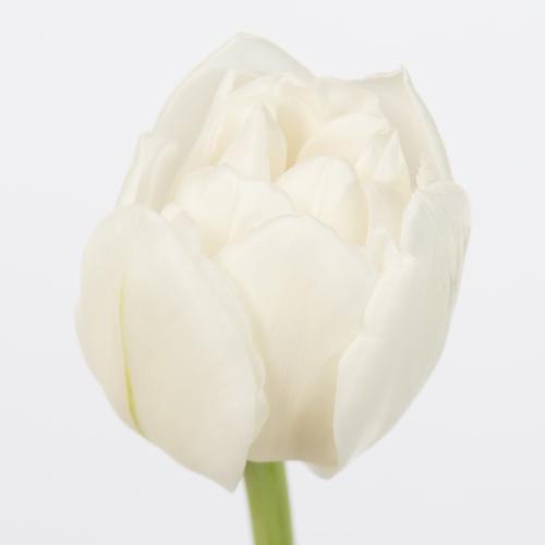 50x Tulipa wh.heart du 30cm