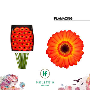 25x Germ.flamazing 70cm