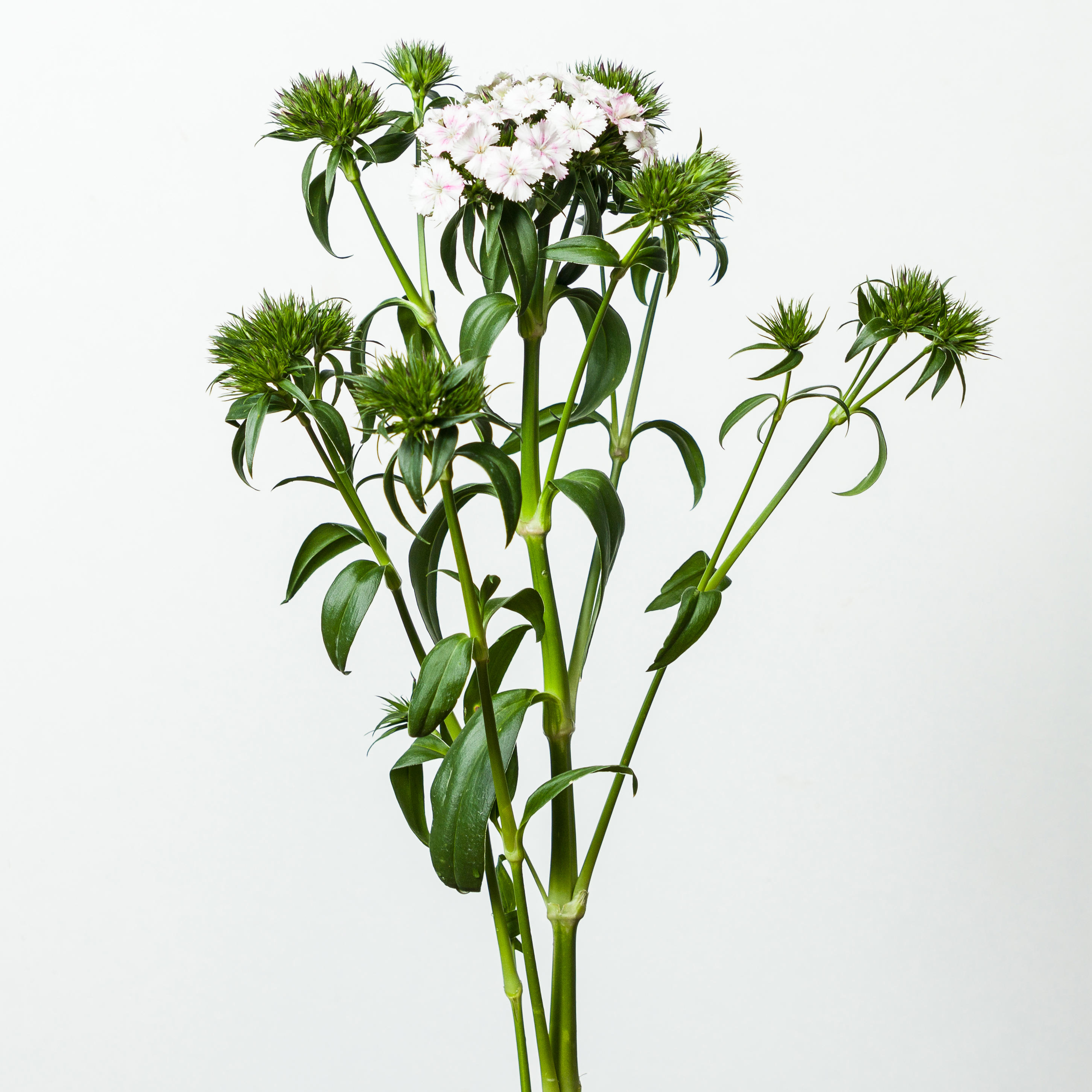 1x Dian.bar. - roze/wit 40cm