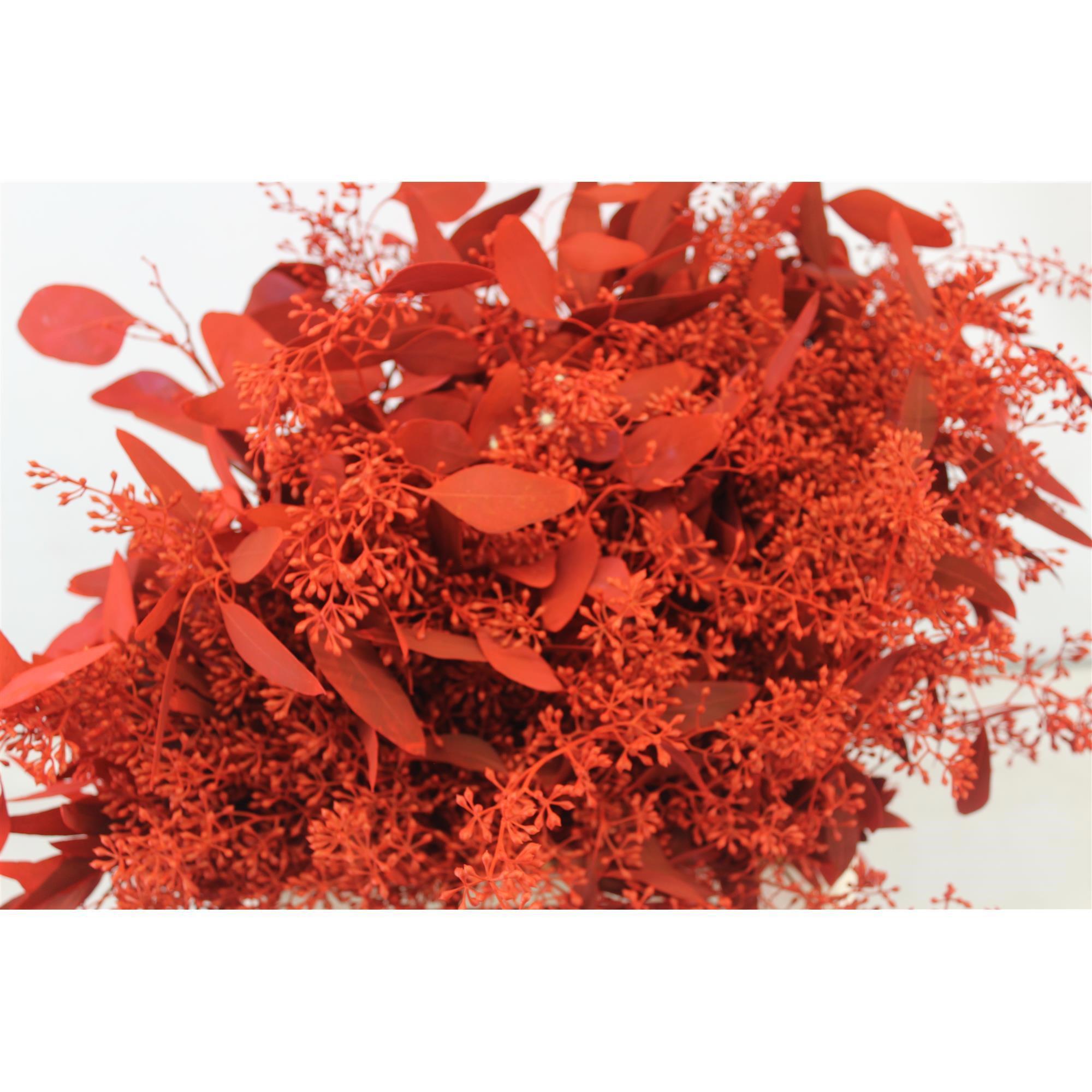 5x Sg eucalyptus pol.bes rood 60cm