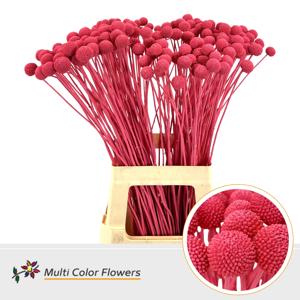 200x Craspedia overig 70cm