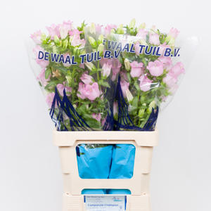 10x Camp.med.champ.pink 70cm