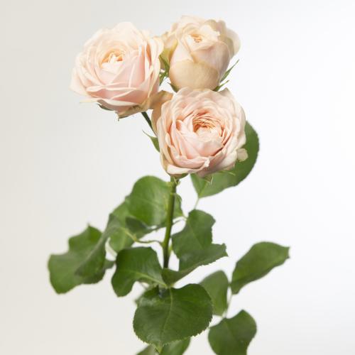 10x Rosa tr. britney 80cm
