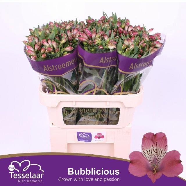 10x Alstroemeria bubblicious 70cm
