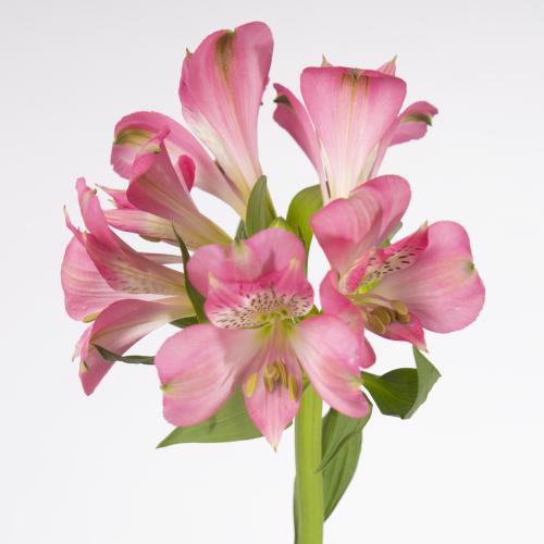 10x Alstroemeria avianna 70cm