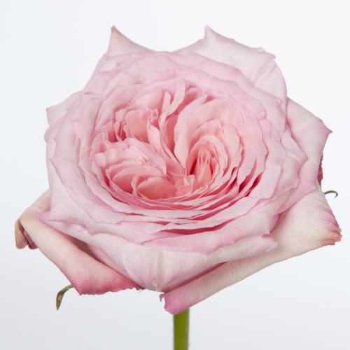 20x Rosa o'hara 50cm