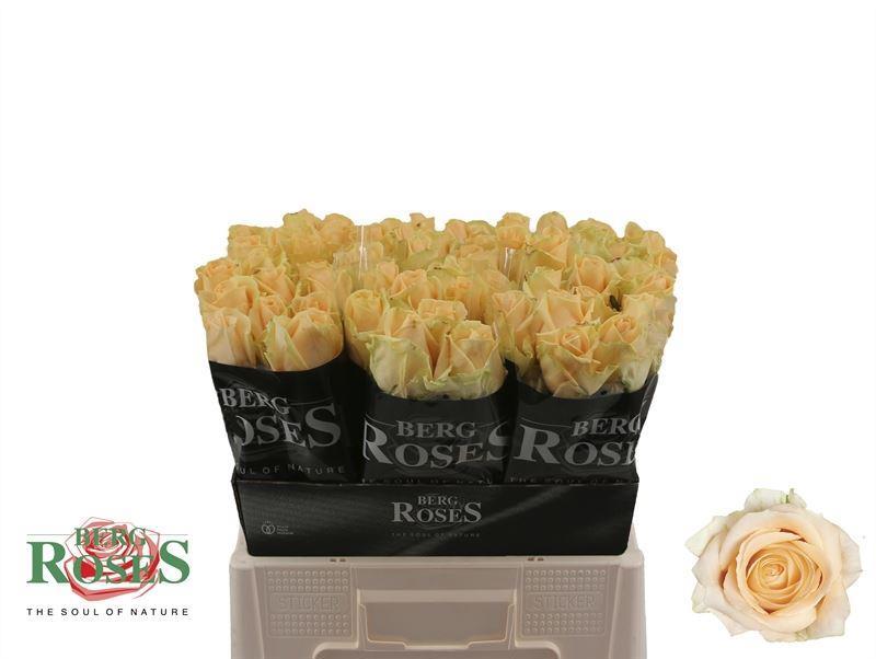 10x Rosa avalanche peach+ 60cm