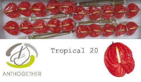 20x Anth.tropical