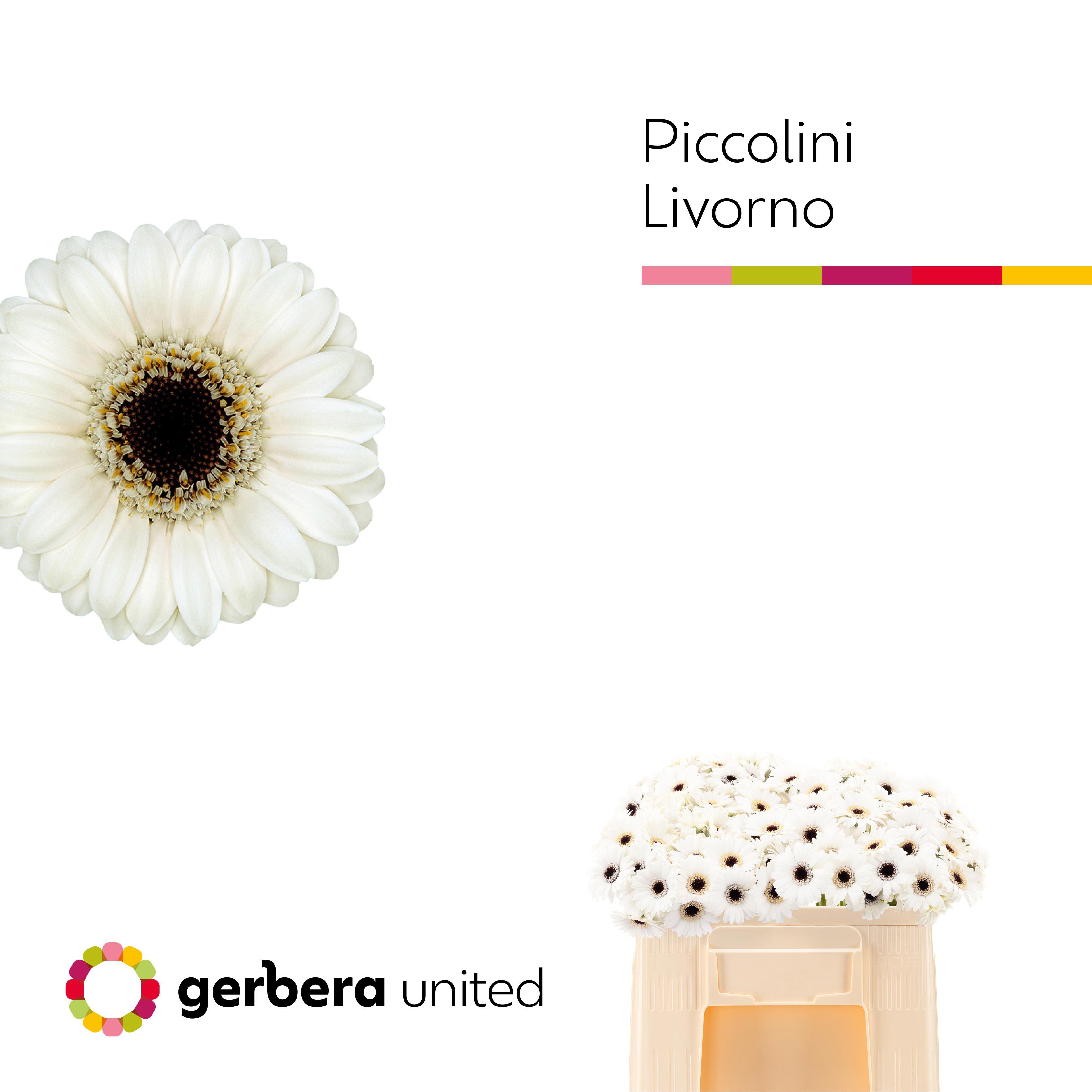 20x Germ.pic.livorno 50cm