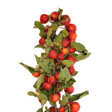 15x Tk appeltak red sentinel 80cm