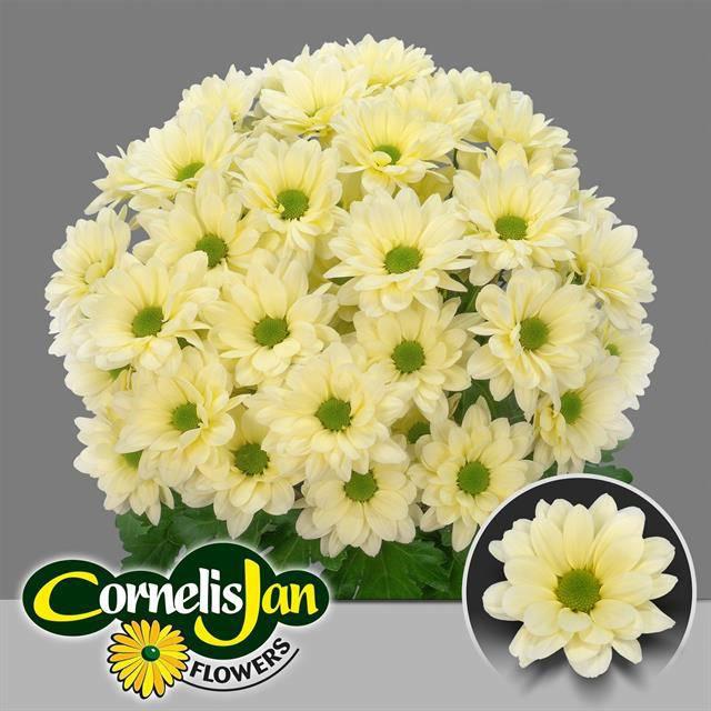 10x Chrysant resq cream 70cm