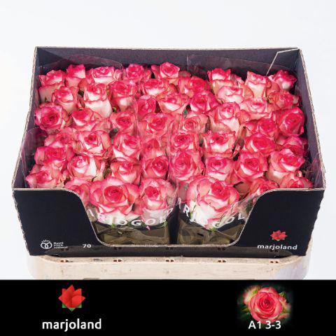 10x Rosa jumilia 70cm