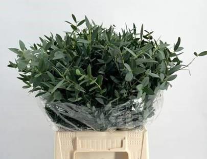5x Sg eucalyptus parvi.kort 50cm