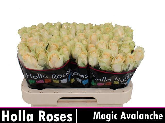 20x Rosa magic avalanche+ 60cm