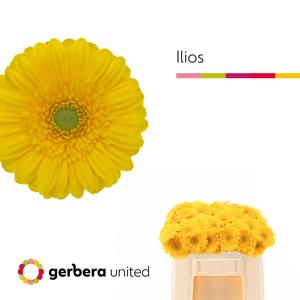 20x Germ.ilios 50cm