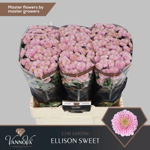 25x Chrysant san.ellison sweet 50cm