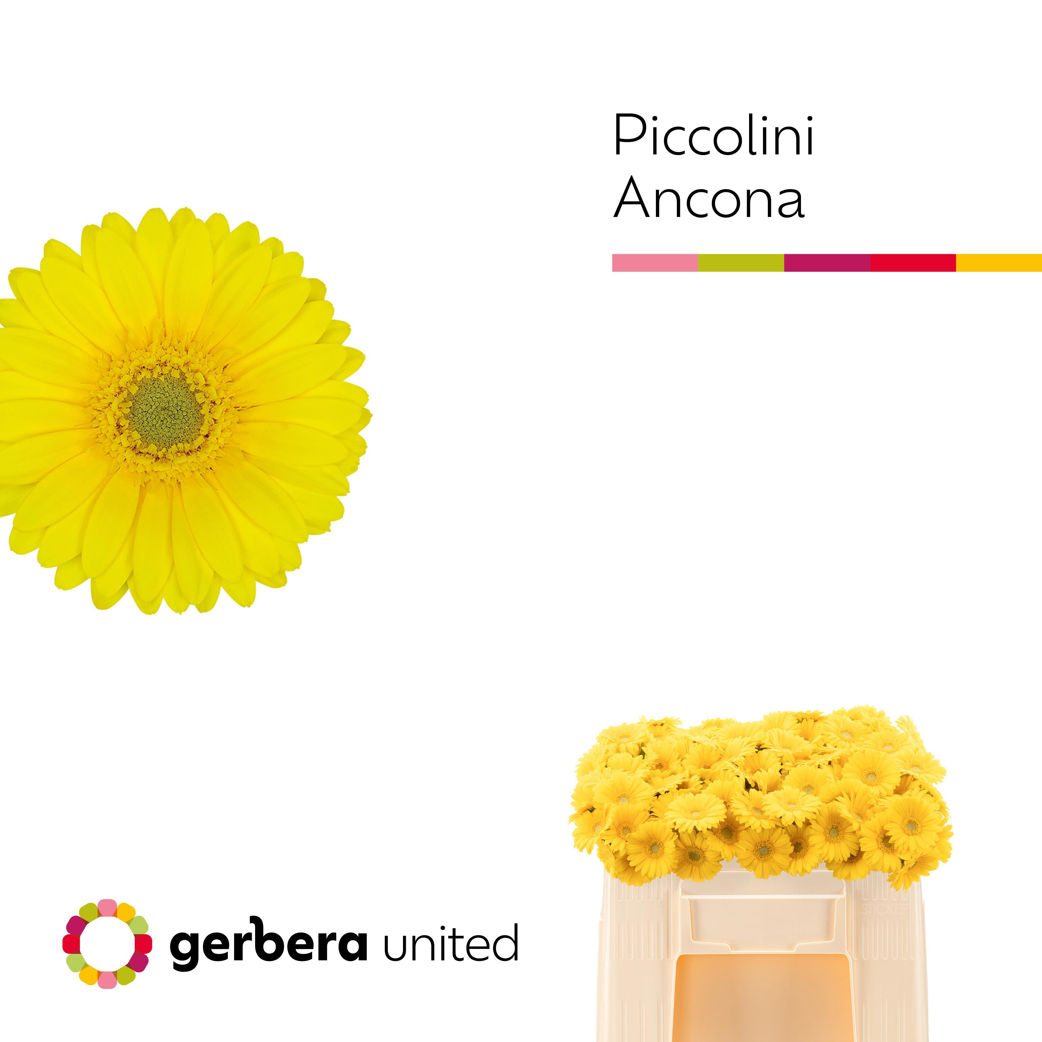 20x Germ.pic.ancona 50cm