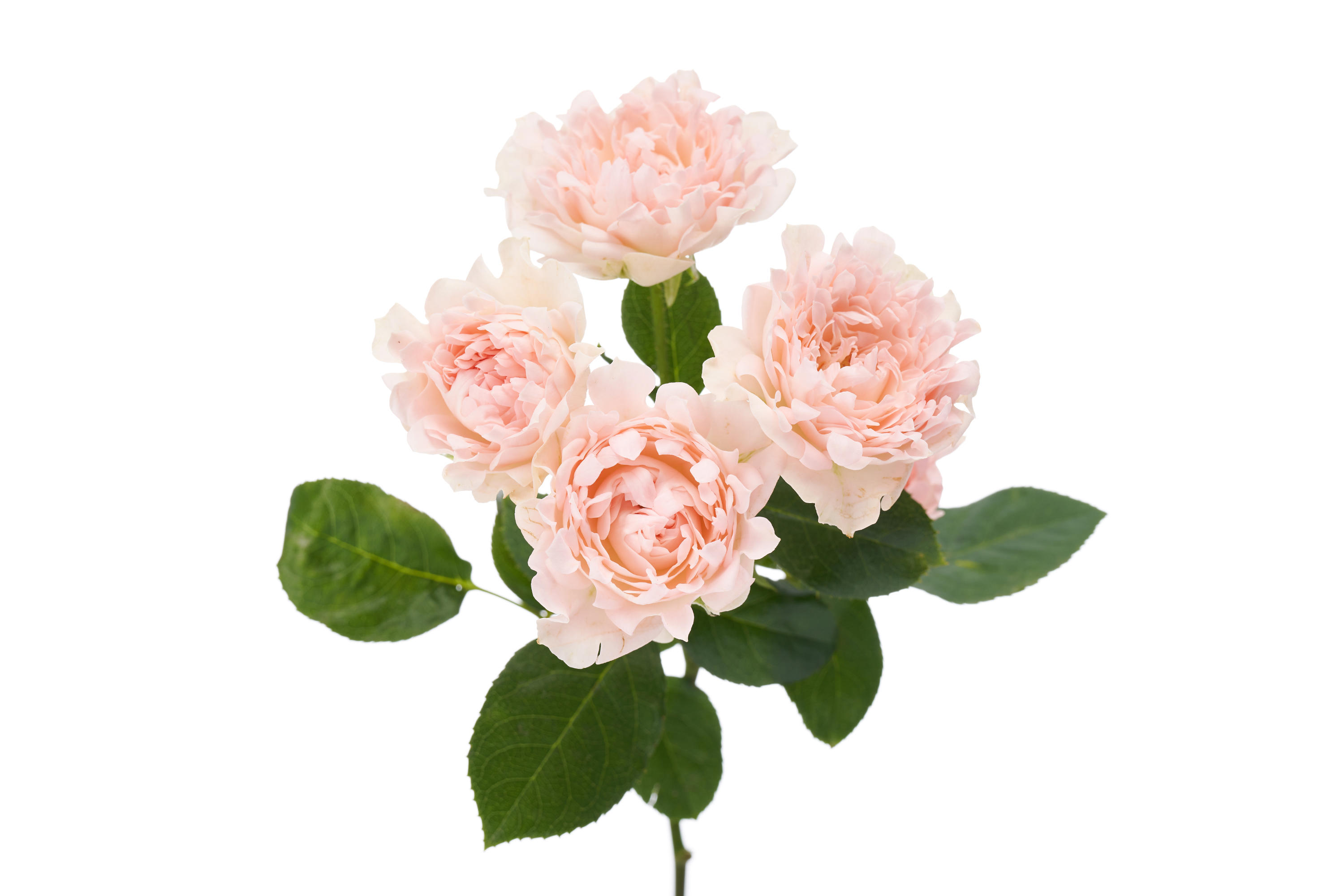 10x Rosa tr. #joyful 60cm