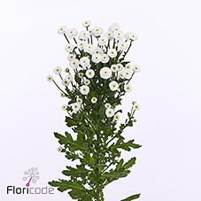 25x Chrysant san.madiba ideal white 50cm