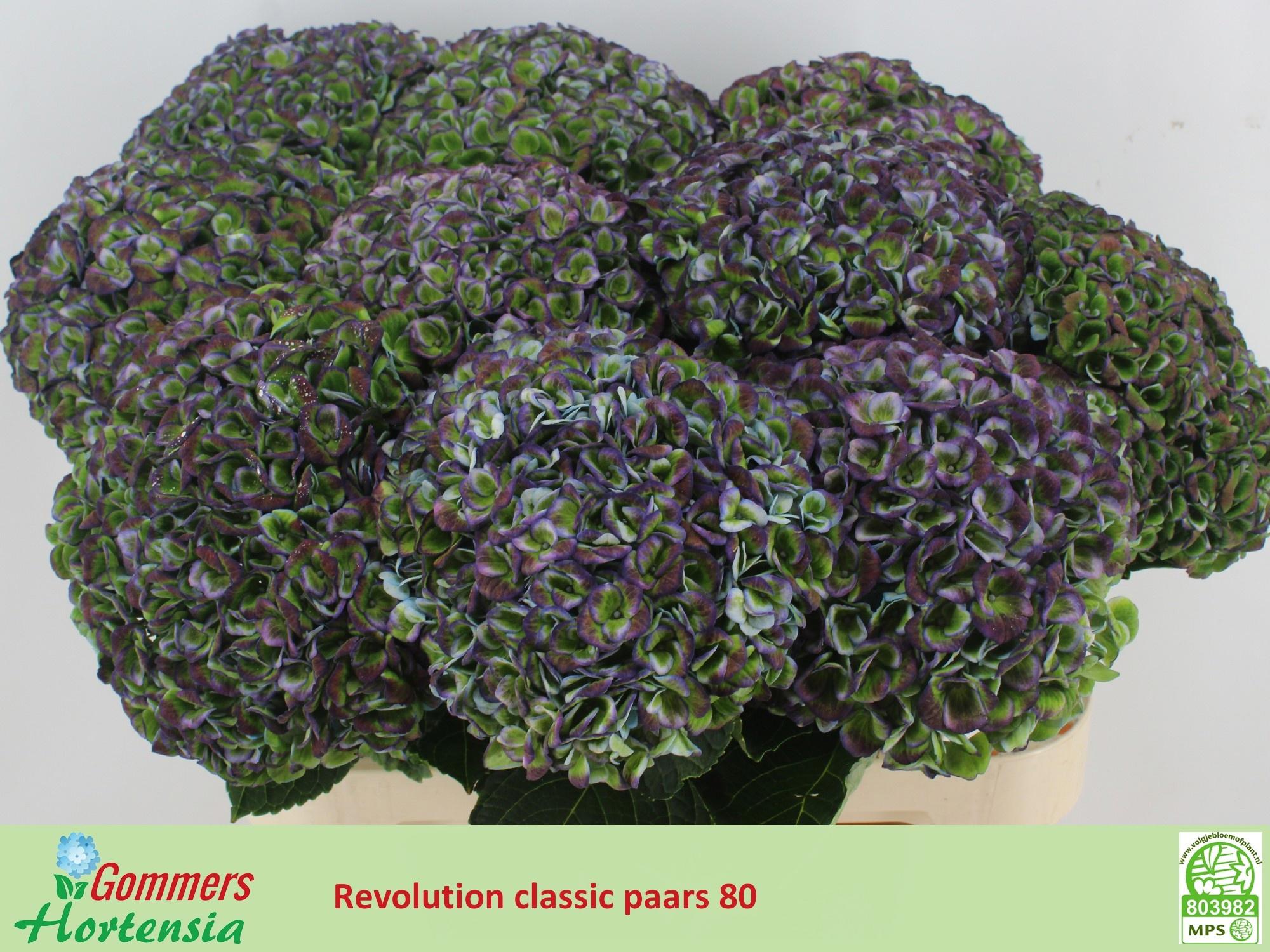 10x Hydr.mag.revolution classic 80cm