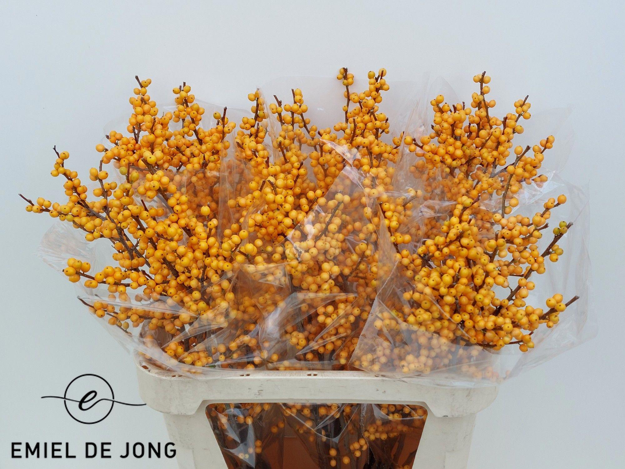 5x Ilex golden verboom 80cm
