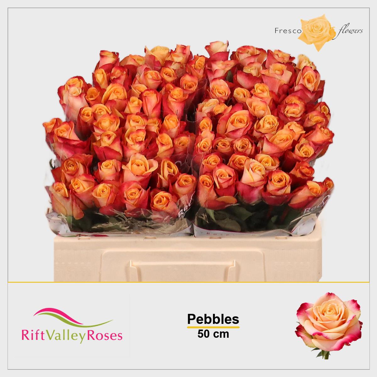 20x Rosa pebbles 50cm