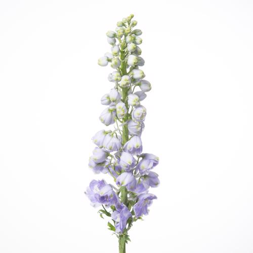 10x Delph.magic fountain lavender du 80cm