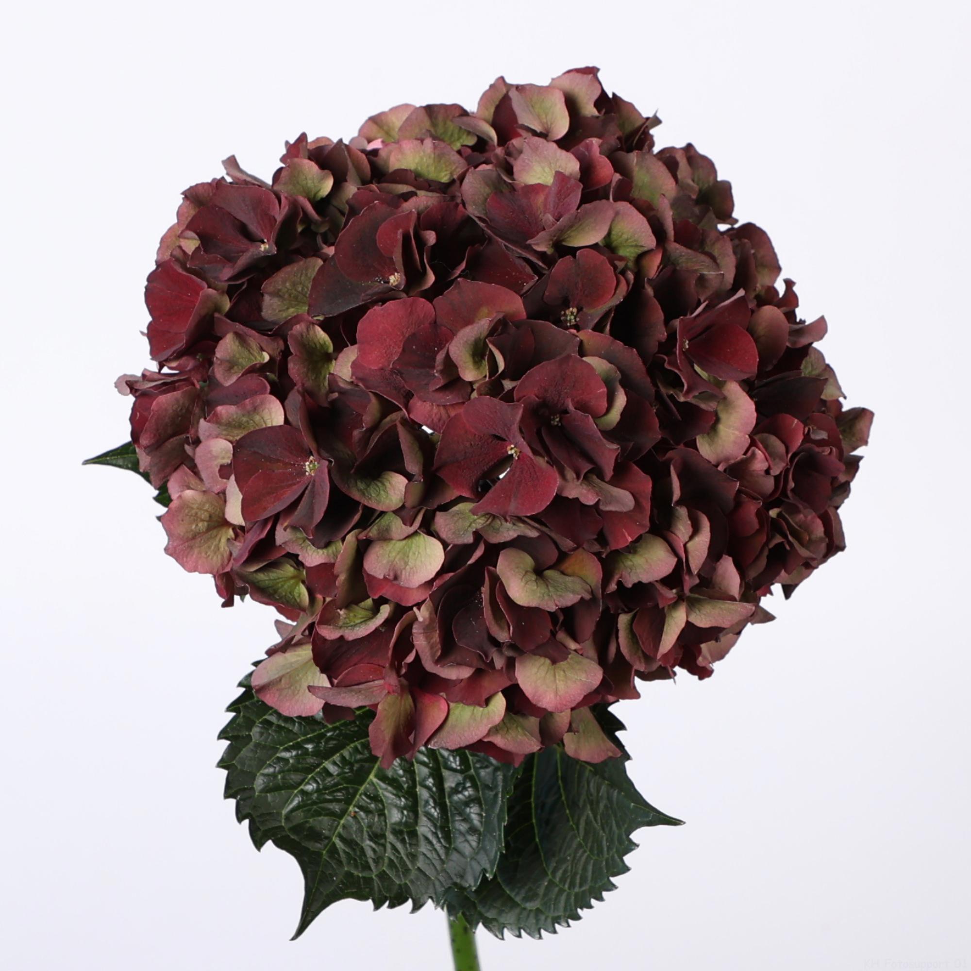 10x Hydr.mag.dark ruby classic 50cm