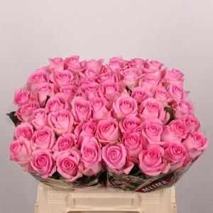 10x Rosa revival 40cm