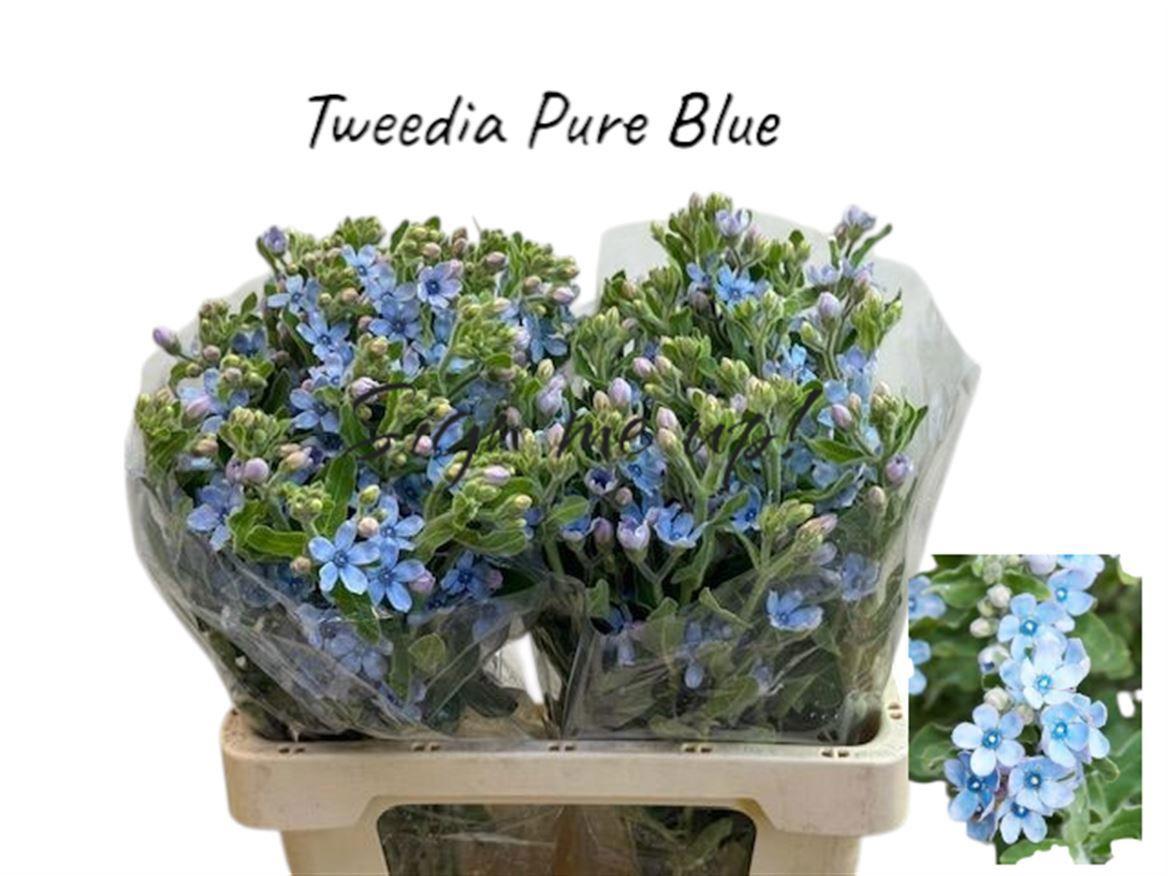 25x Oxypetalum coeruleum blue 60cm