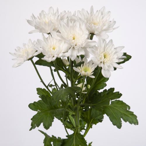 10x Chrysant pina colada 70cm