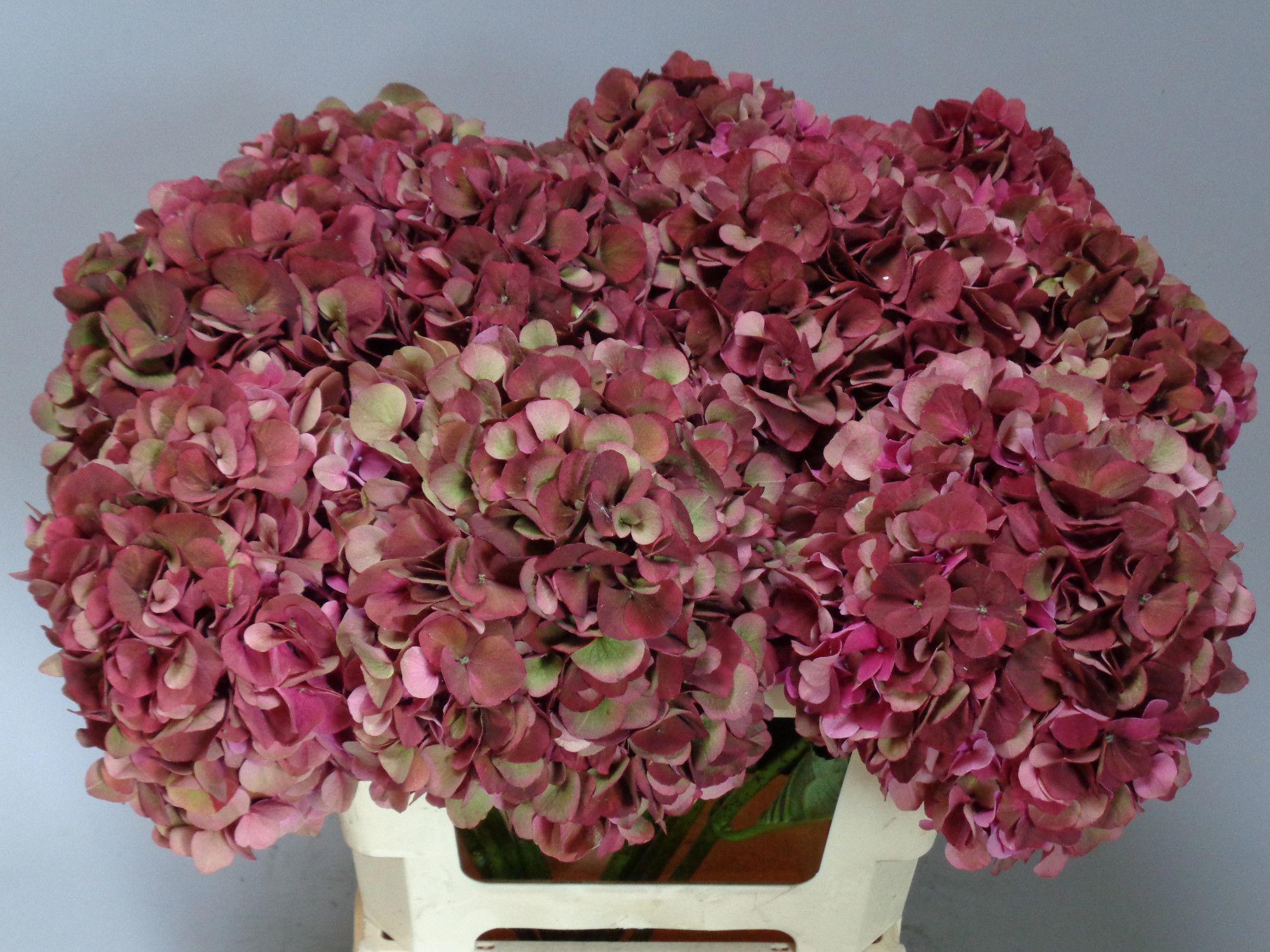 10x Hydr.mag.pink ruby classic 60cm