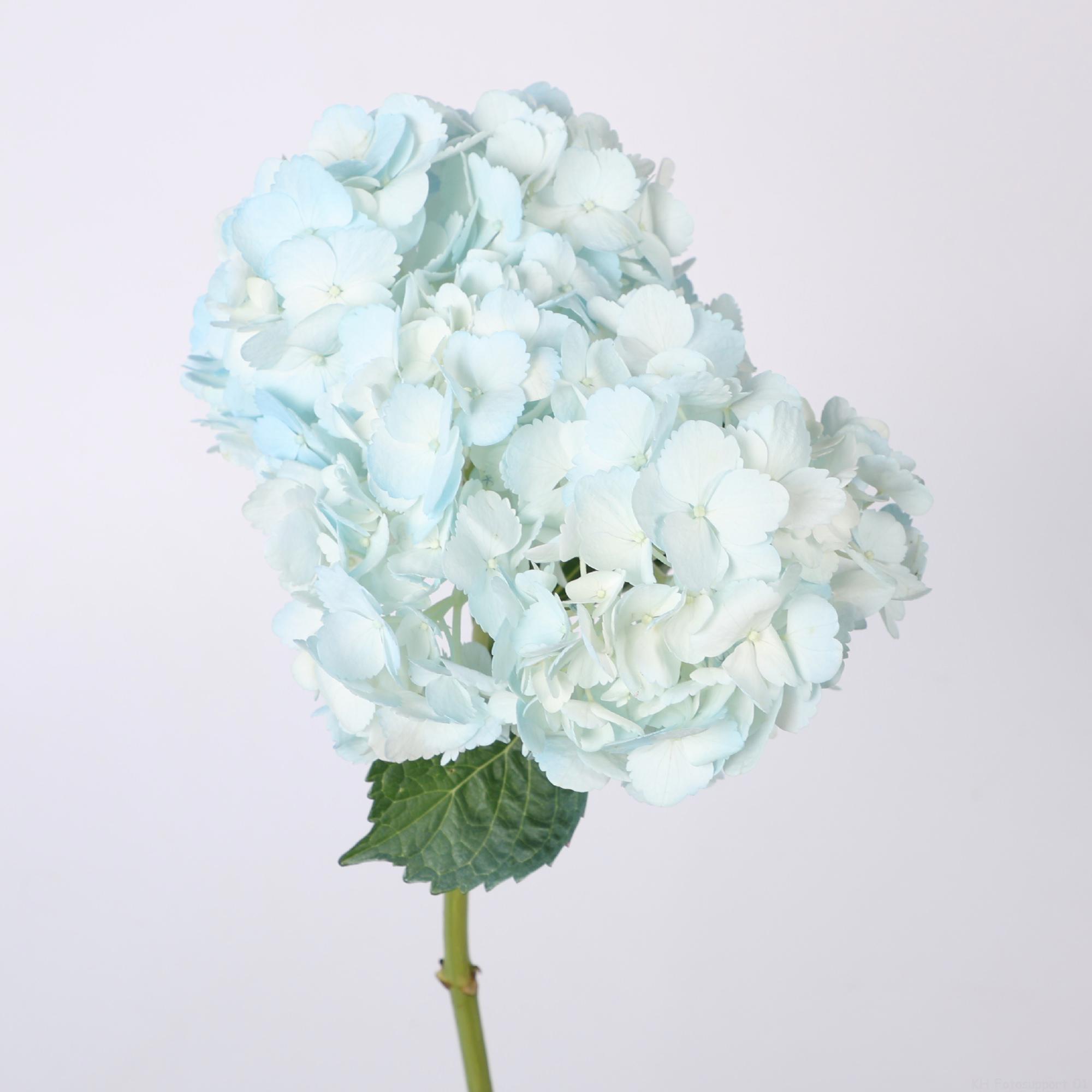 30x Hydr. blauw 60cm
