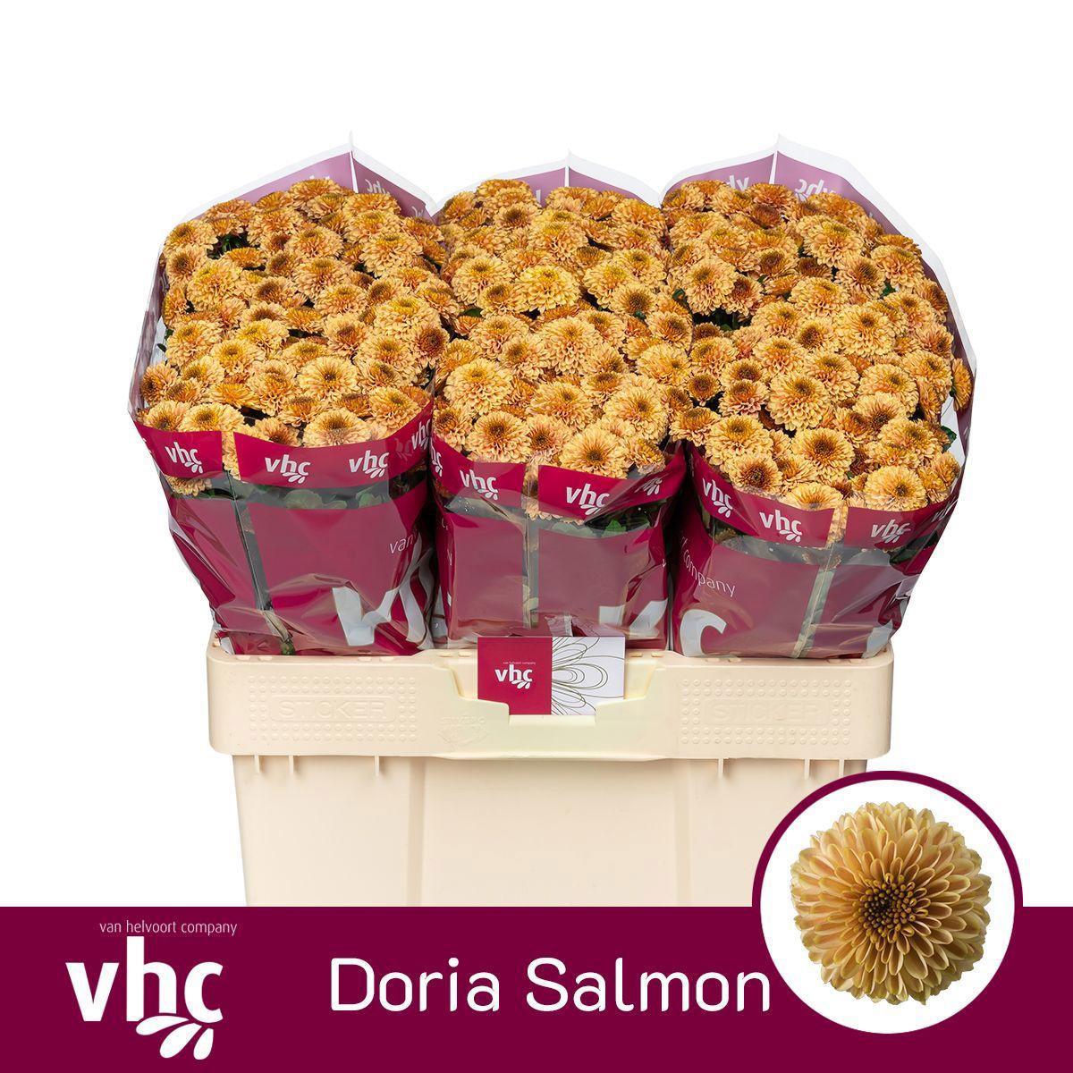25x Chrysant san.doria salmon 50cm