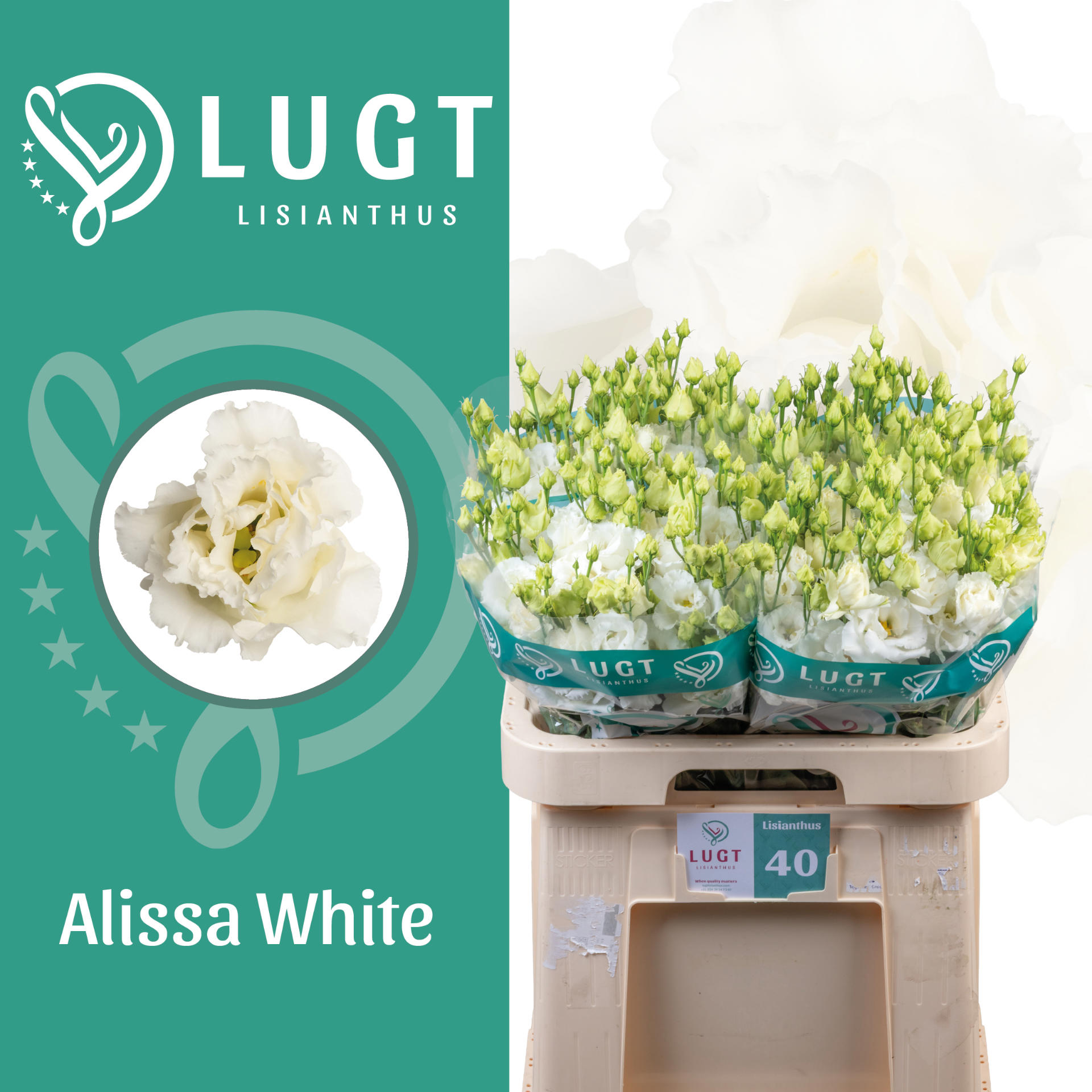 10x Eust.alissa white du 70cm