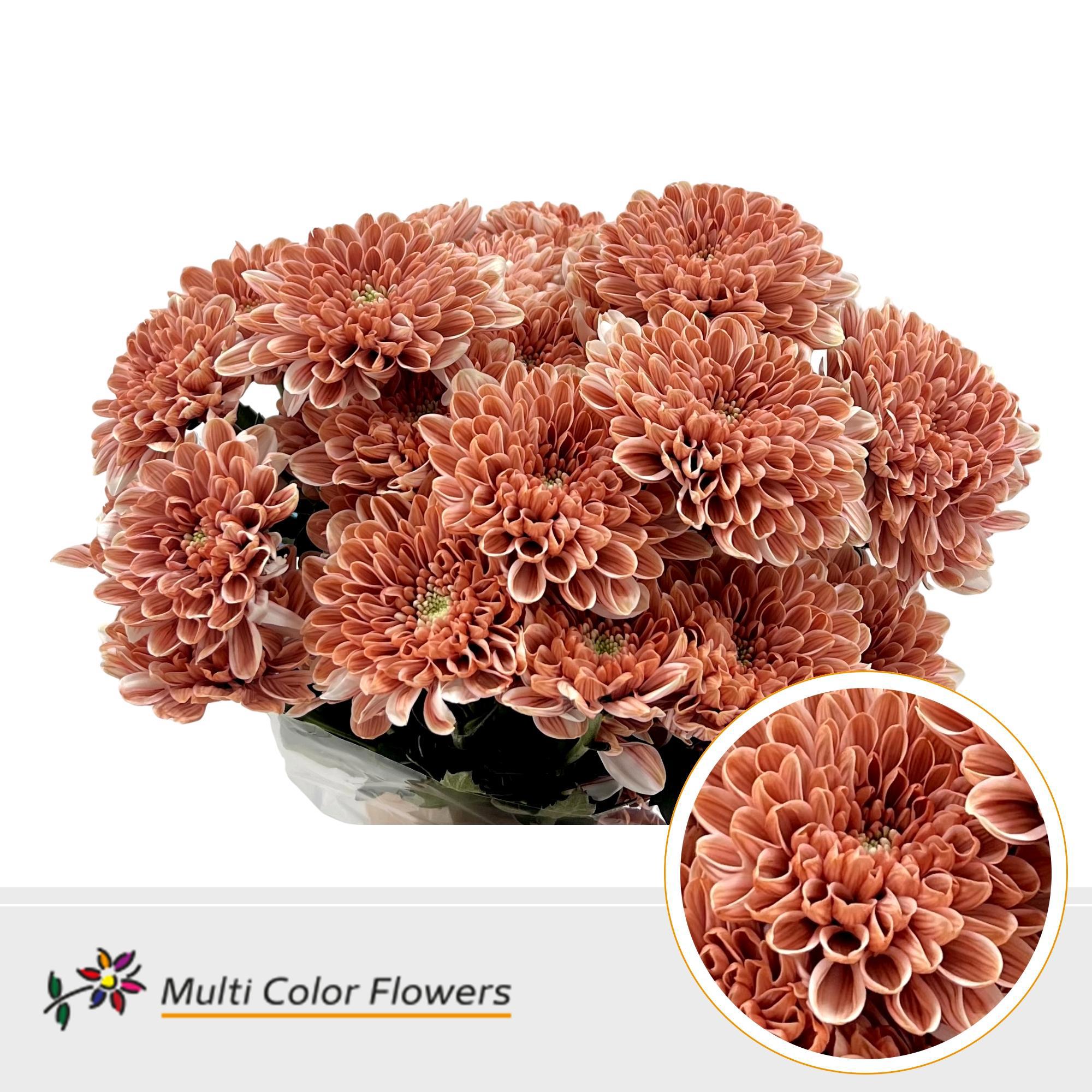 10x Chrysant overig 60cm